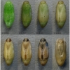 pol icarus pupa7 volg4